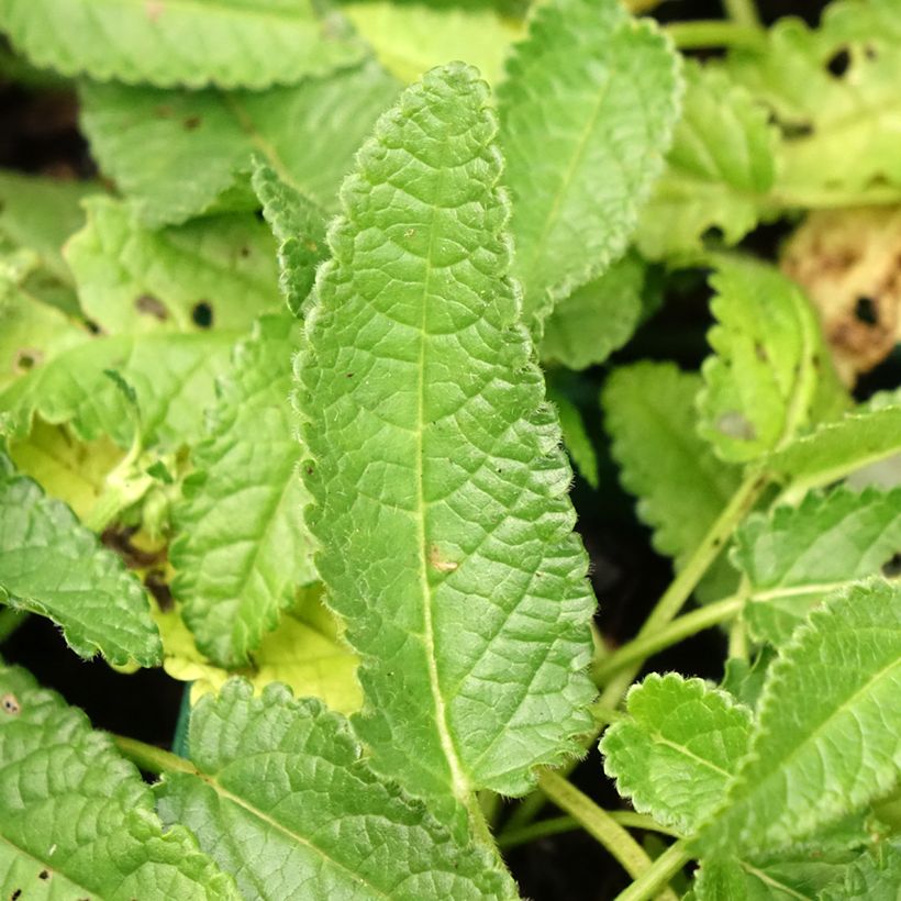 Stachys officinalis Alba - Betonica comune (Fogliame)