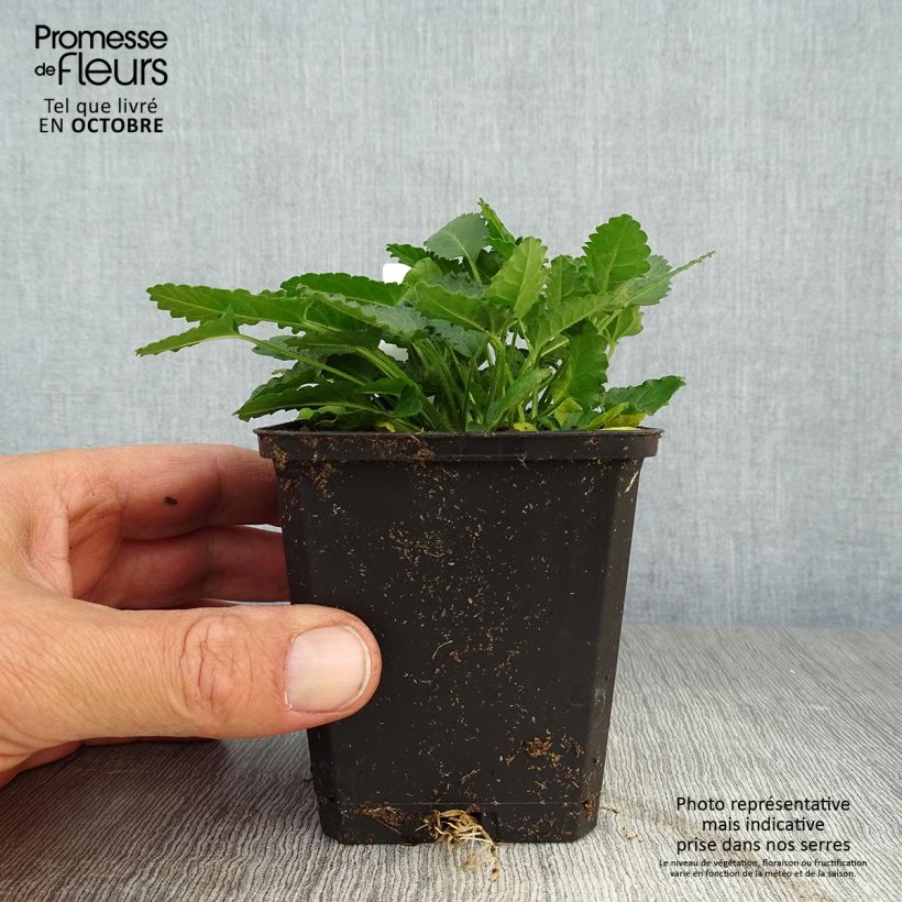 Esemplare di Stachys officinalis - Betonica comune Vasetto da 8/9 cm come consegnato in autunno