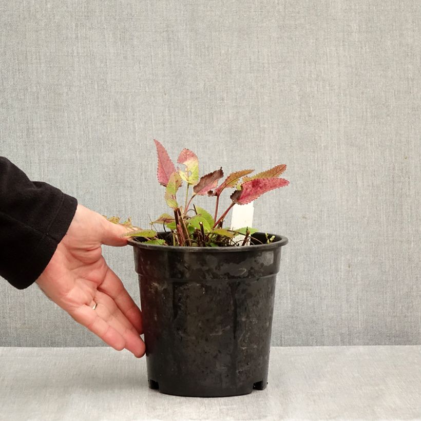 Esemplare di Stachys officinalis Pink Cotton Candy - Betonica comune Vaso da 2L/3L come consegnato in autunno