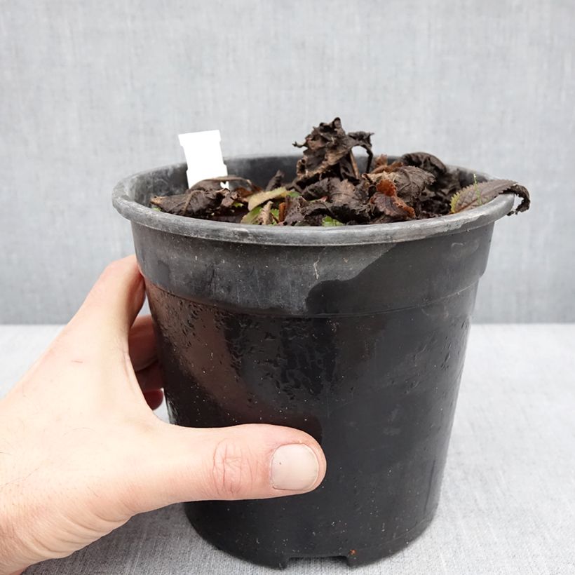 Stachys officinalis Pink Cotton Candy - Betonica comune Vaso da 2L/3L esemplare consegnato in inverno