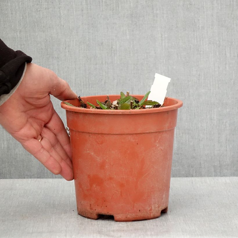 Stachys officinalis Pink Cotton Candy - Betonica comune Vaso da 2L/3L esemplare consegnato in primavera