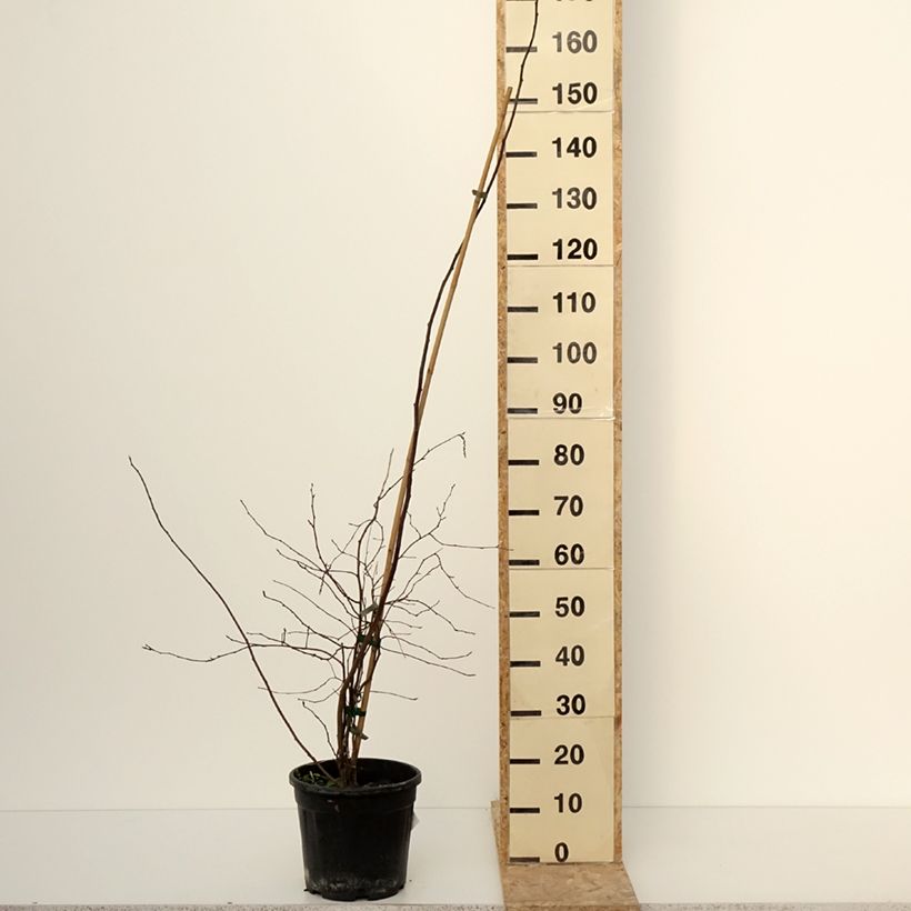 Stachyurus chinensis Goldbeater Vaso da 7,5L/10L esemplare consegnato in inverno