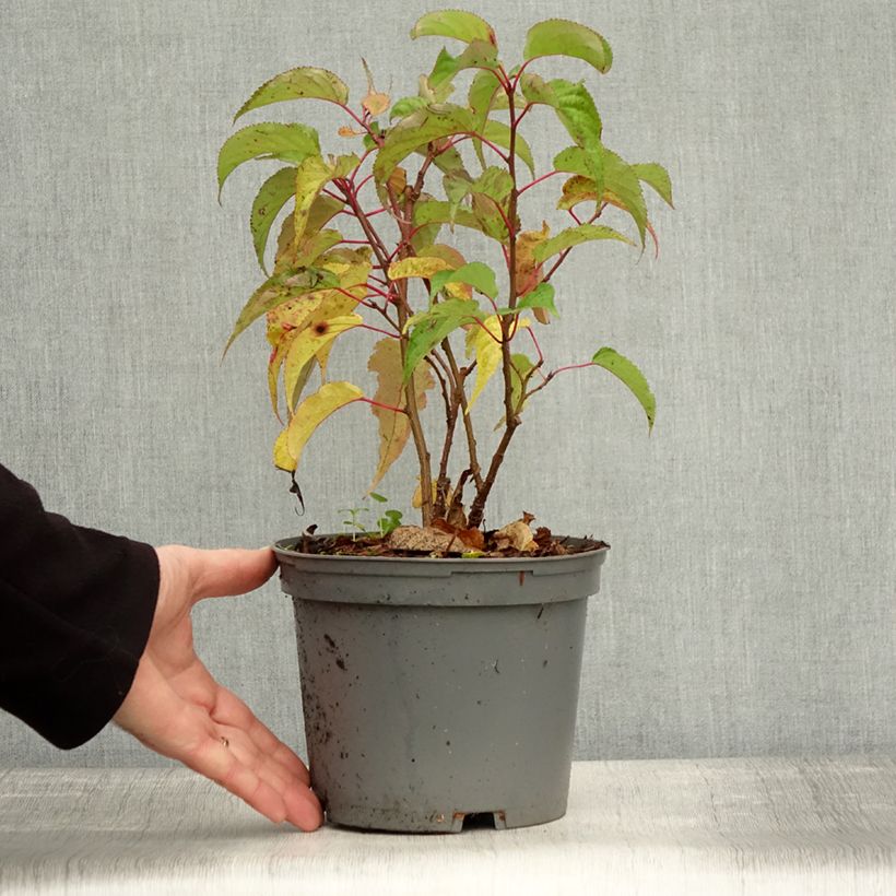 Esemplare di Stachyurus praecox Vaso da 2L/3L come consegnato in autunno