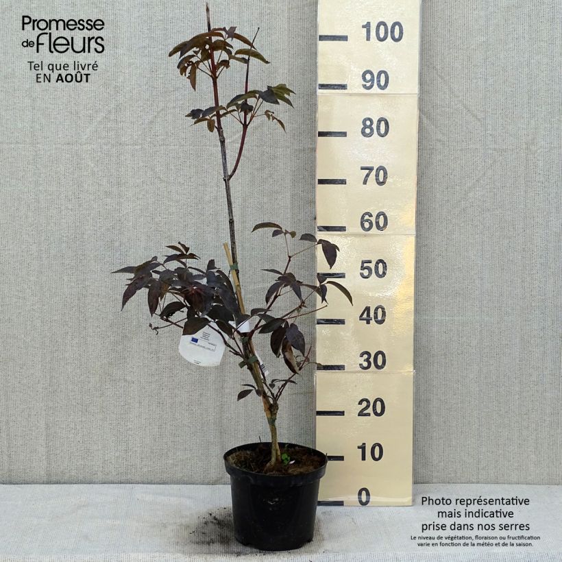 Esemplare di Staphylea colchica Black Beauty Vaso da 4L/5L consegnato in estate