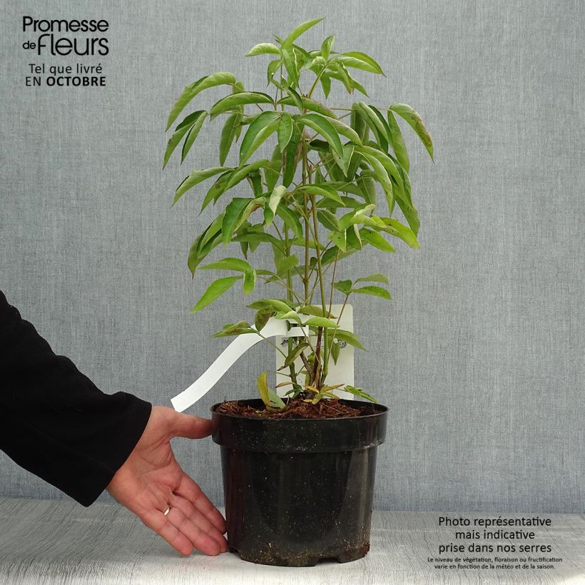 Esemplare di Staphylea colchica Vaso da 3L/4L come consegnato in autunno