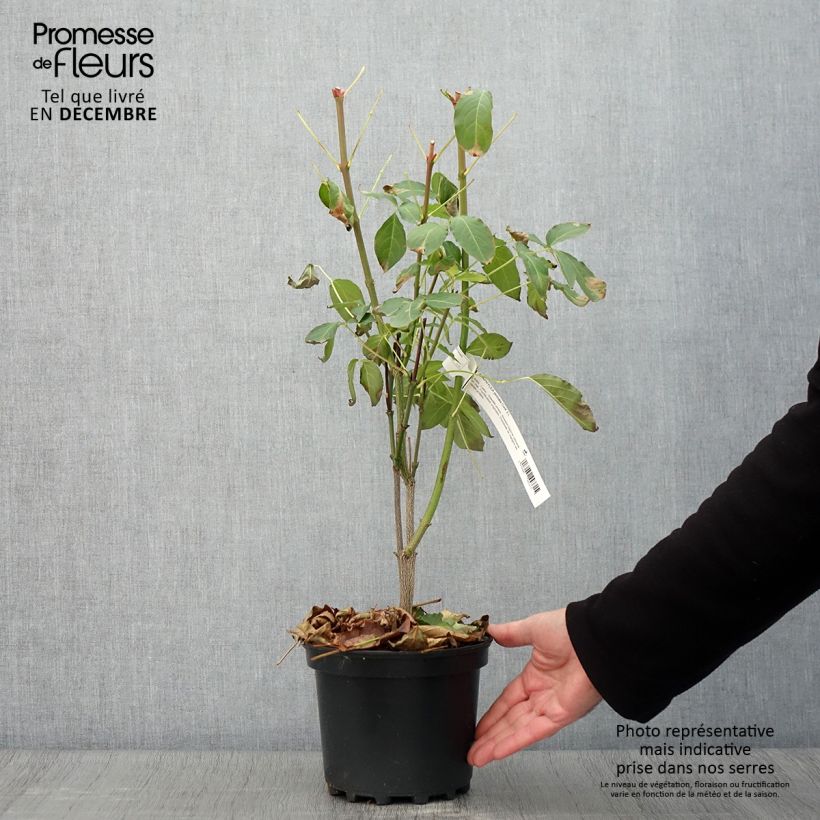 Esemplare di Staphylea pinnata - Bossolo Vaso da 3L/4L come consegnato in autunno