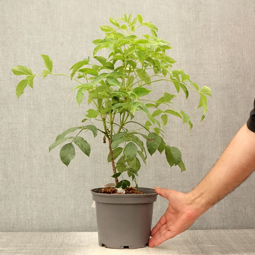 Esemplare di Staphylea pinnata - Bossolo Vaso da 3L/4L consegnato in estate
