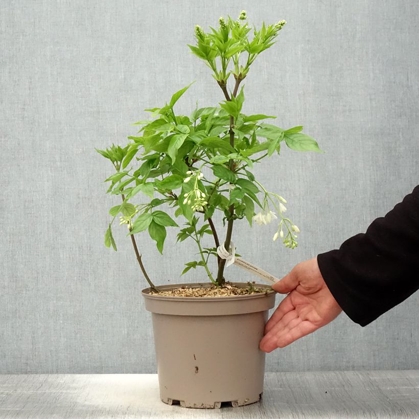 Staphylea pinnata - Bossolo Vaso da 3L/4L esemplare consegnato in primavera