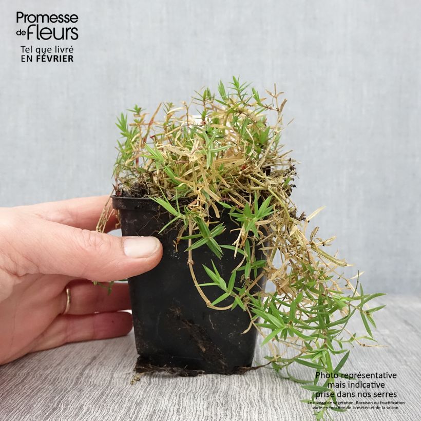 Stellaria holostea - Centocchio garofanina Vasetto da 8/9 cm esemplare consegnato in inverno