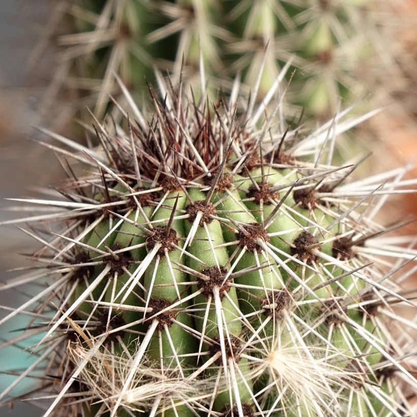 Cactus - Stenocereus thurberi (Fogliame)