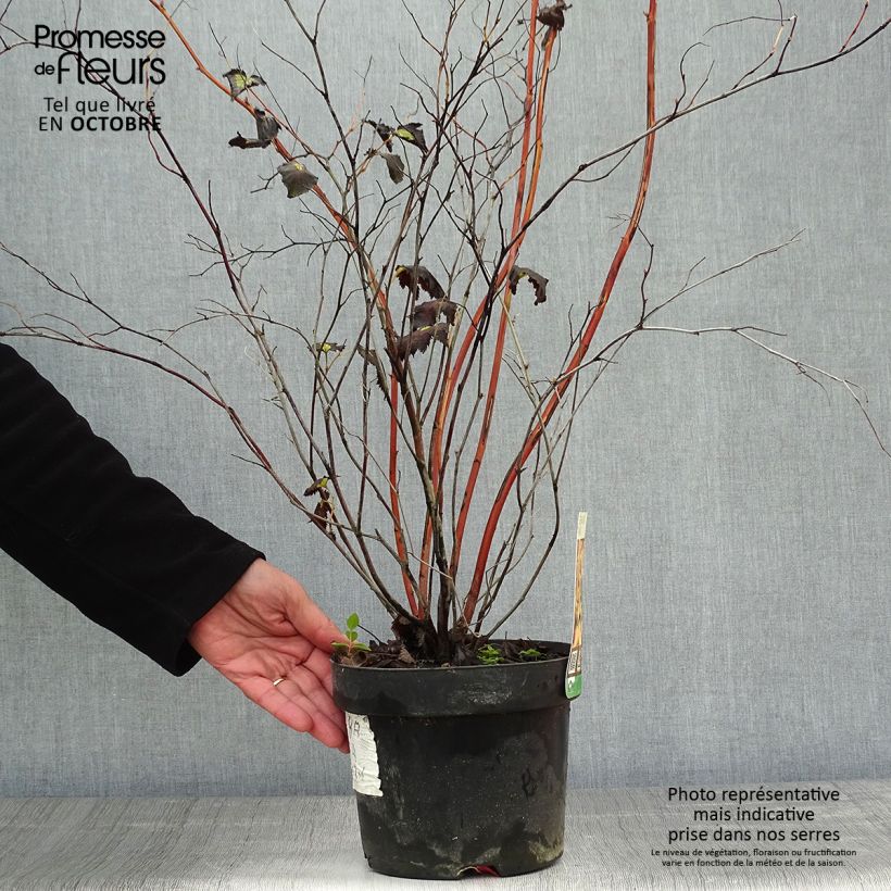 Esemplare di Stephanandra tanakae Vaso da 3L/4L come consegnato in autunno