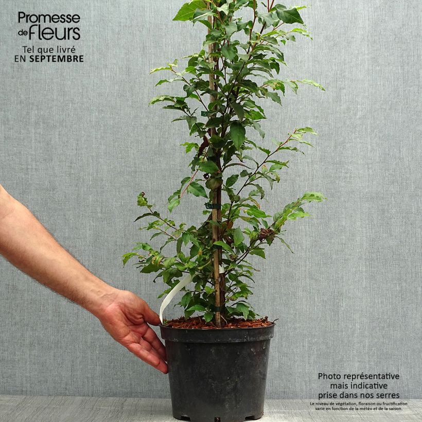 Esemplare di Stewartia monadelpha Vaso da 4L/5L come consegnato in autunno