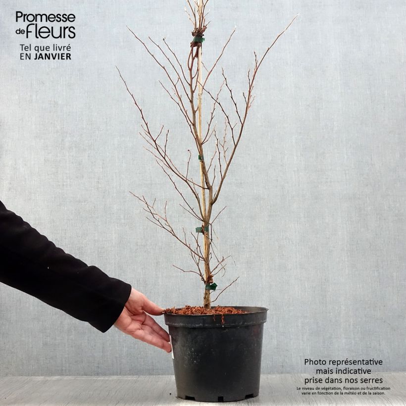 Stewartia monadelpha Vaso da 4L/5L esemplare consegnato in inverno