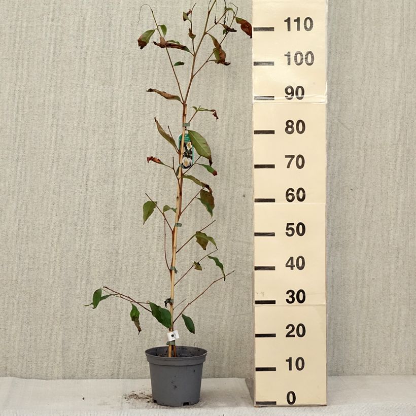 Esemplare di Stewartia pseudocamellia Vaso da 3L/4L come consegnato in autunno