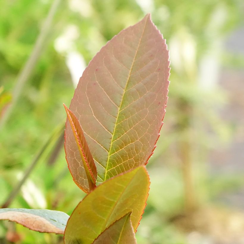 Stewartia pteropetiolata (Fogliame)