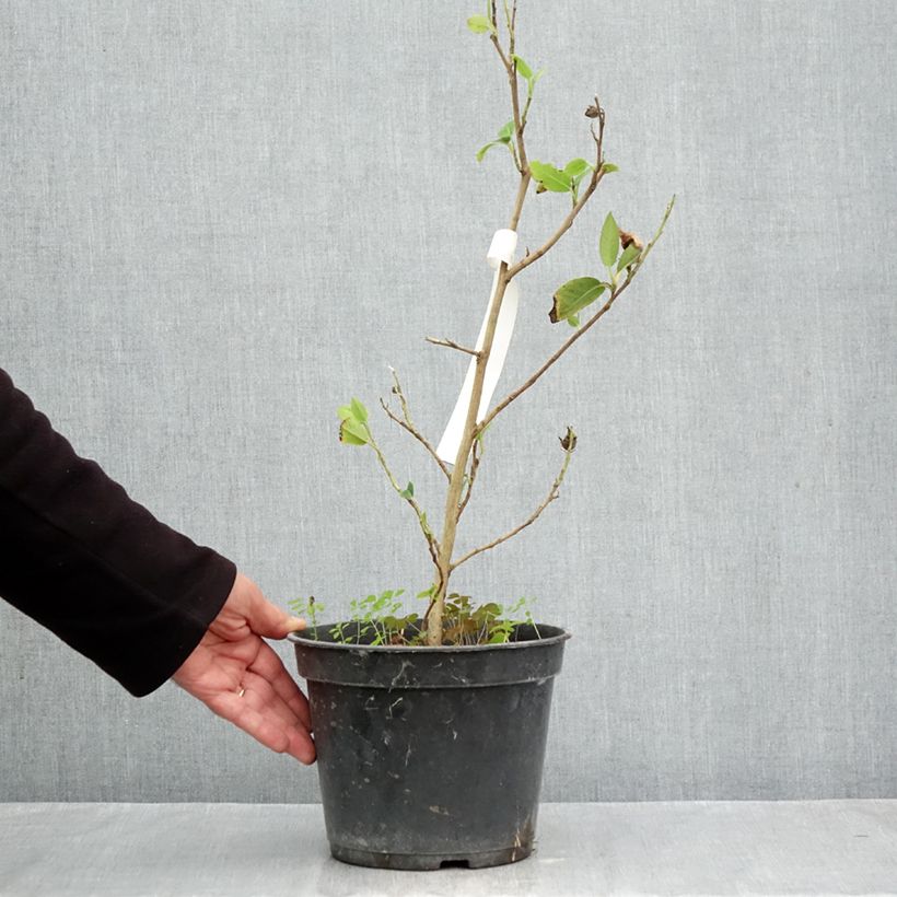 Esemplare di Stewartia pteropetiolata Vaso da 4L/5L come consegnato in autunno