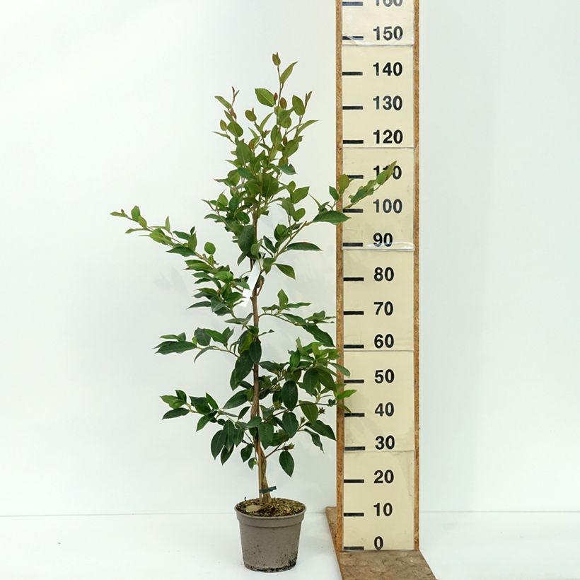 Esemplare di Stewartia pteropetiolata Pot de 4L/5L consegnato in estate