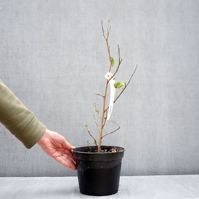 Stewartia pteropetiolata Vaso da 4L/5L esemplare consegnato in inverno