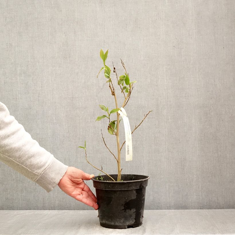 Stewartia pteropetiolata Vaso da 4L/5L esemplare consegnato in primavera
