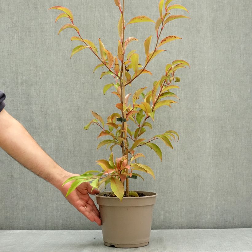 Esemplare di Stewartia rostrata Vaso da 4L/5L consegnato in estate