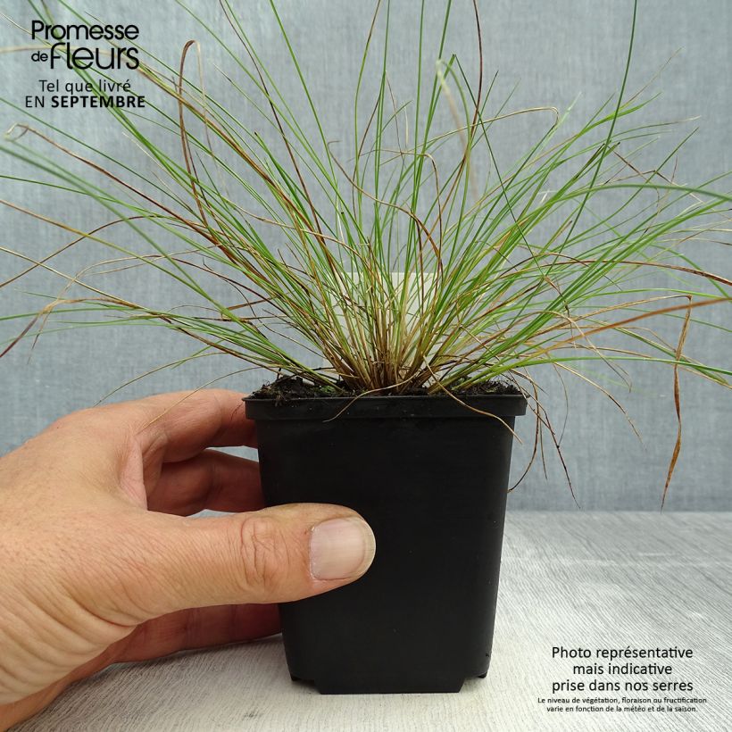 Esemplare di Stipa capillata - Stipa capillare Vasetto da 8/9 cm come consegnato in autunno