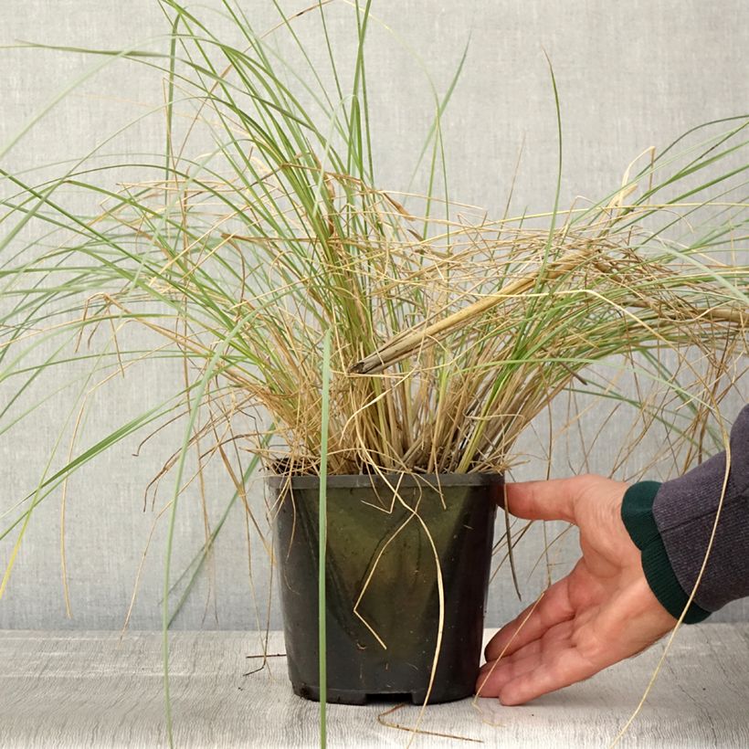 Esemplare di Stipa gigantea - Stipa gigante Vaso da 2L/3L come consegnato in autunno