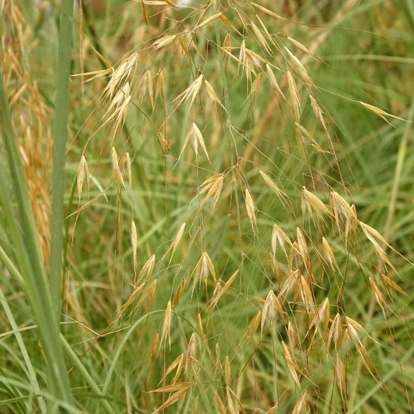 Stipa gigantea - Stipa gigante (Fogliame)