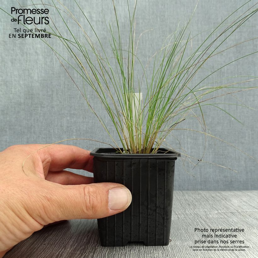Esemplare di Stipa pennata - Lino delle fate piumoso Vasetto da 8/9 cm come consegnato in autunno