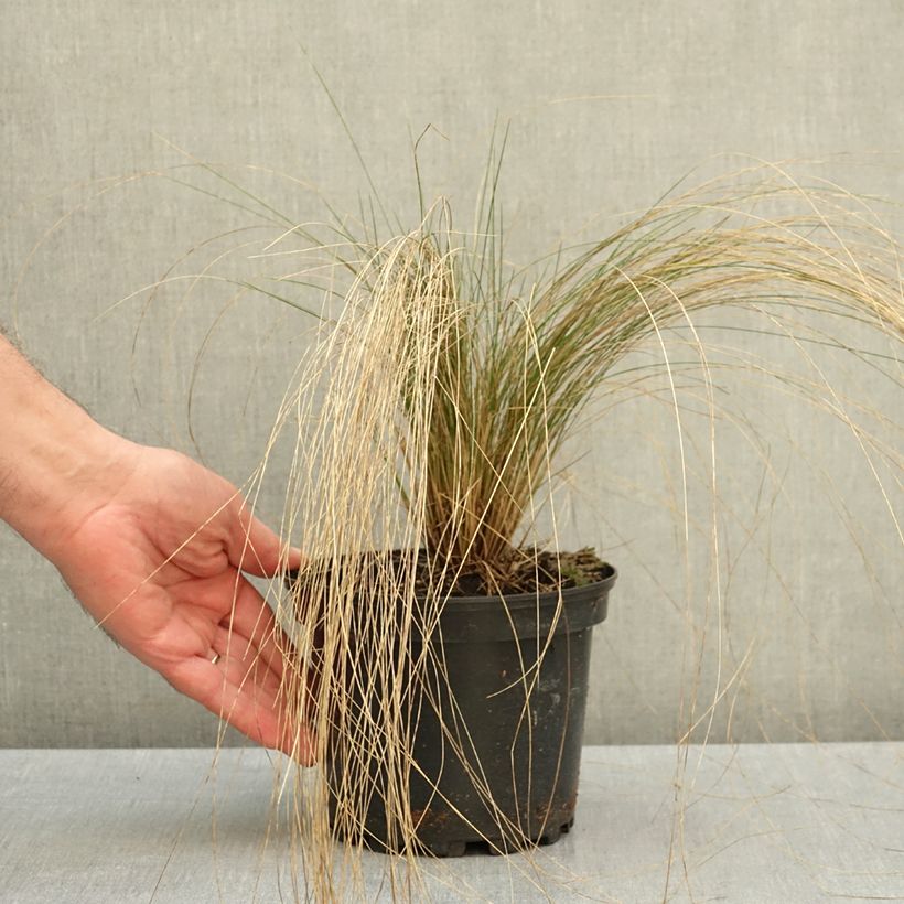 Esemplare di Stipa pennata - Lino delle fate piumoso Vaso da 2L/3L come consegnato in autunno