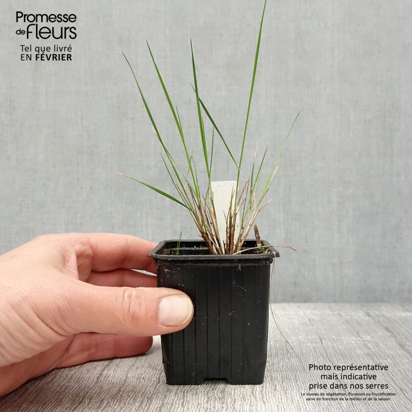 Stipa pulcherrima - Stipa elegante Vasetto da 8/9 cm esemplare consegnato in inverno