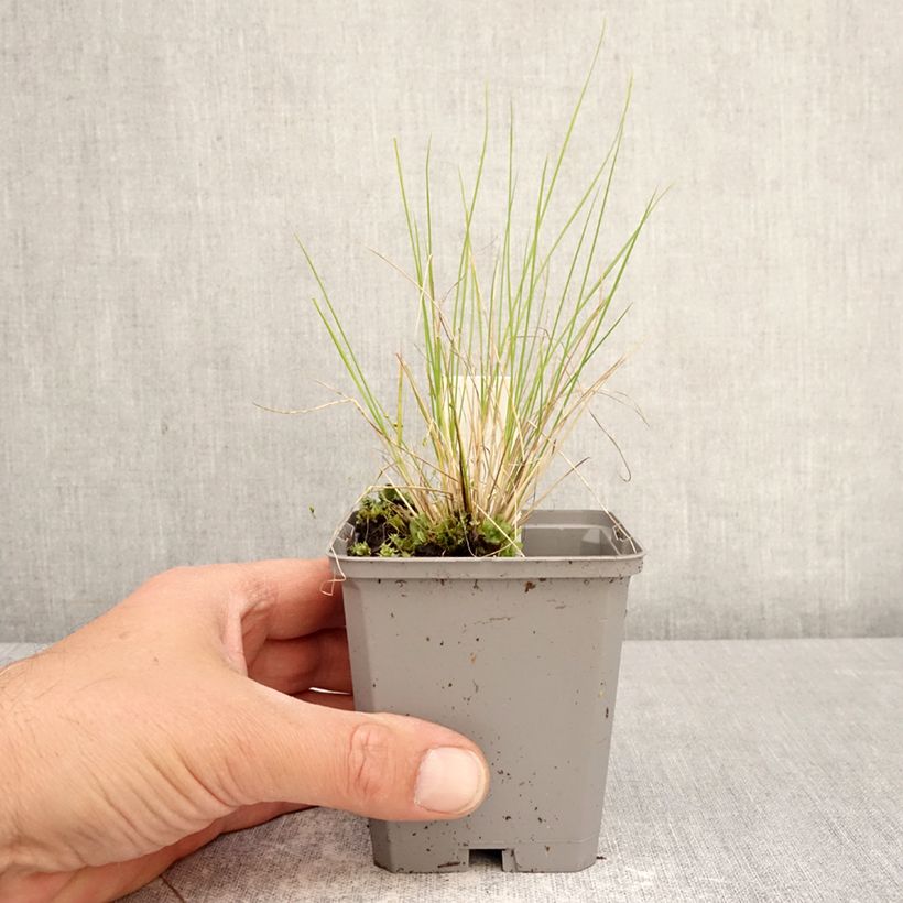 Stipa splendens Vasetto da 8/9 cm esemplare consegnato in primavera