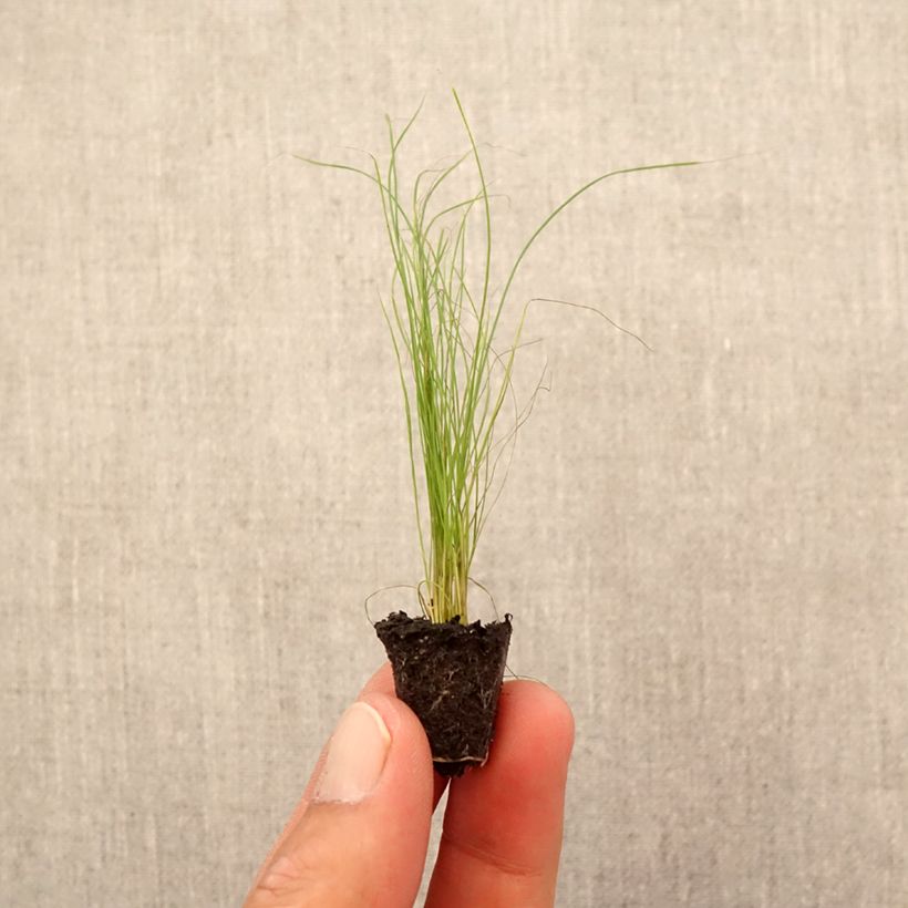 Esemplare di Stipa tenuifolia - Erba ago del Texas Mini zolla Ø 1,5/2,5 cm come consegnato in autunno