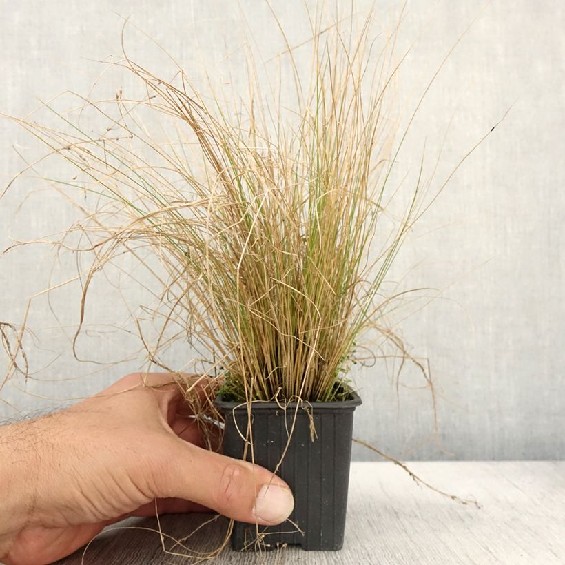 Esemplare di Stipa trichotoma Palomino Vasetto da 8/9 cm come consegnato in autunno