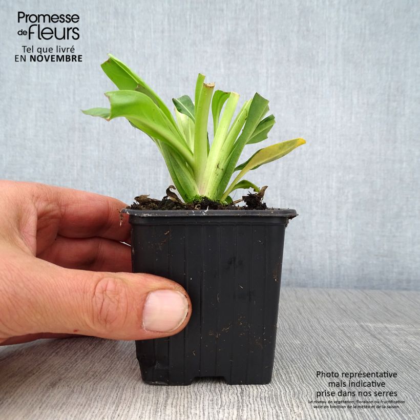 Esemplare di Stokesia laevis Blue Star Vasetto da 8/9 cm come consegnato in autunno