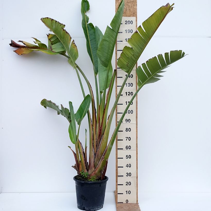Esemplare di Strelitzia augusta - Uccello del paradiso Vaso da 30L/35L come consegnato in autunno