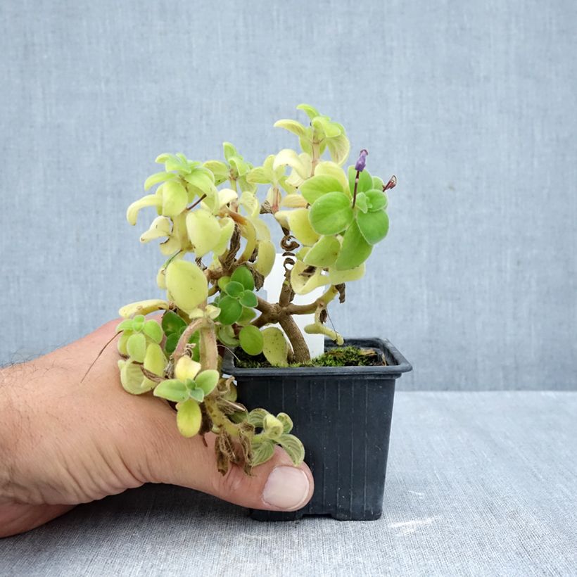 Esemplare di Streptocarpus saxorum Purple Vasetto da 8/9 cm come consegnato in autunno