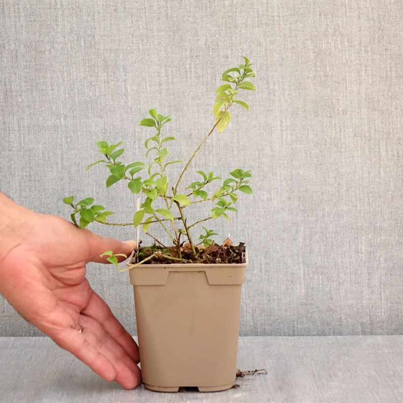 Esemplare di Streptosolen jamesonii Vasetto da 8/9 cm consegnato in estate