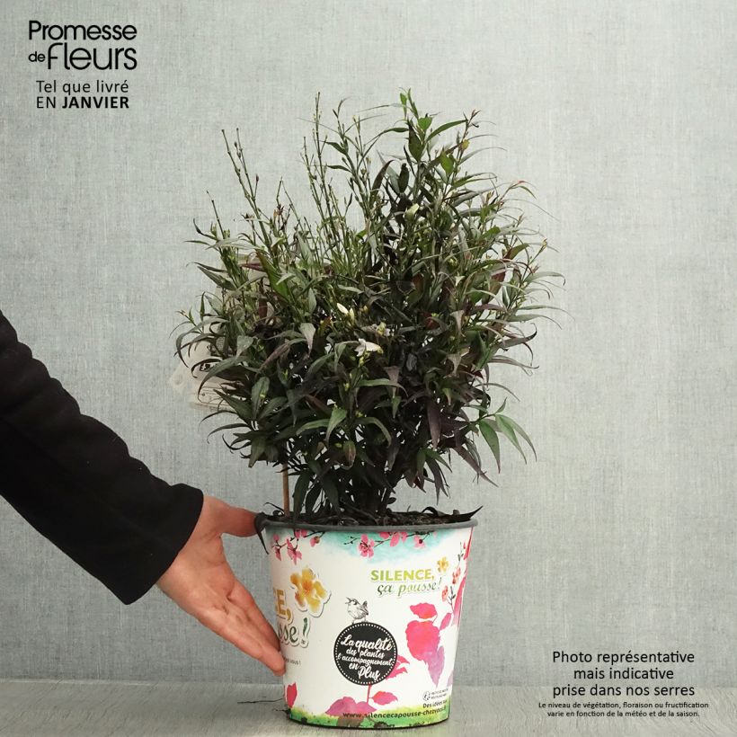 Strobilanthes anisophylla Brunetthy Vaso da 3L/4L esemplare consegnato in inverno