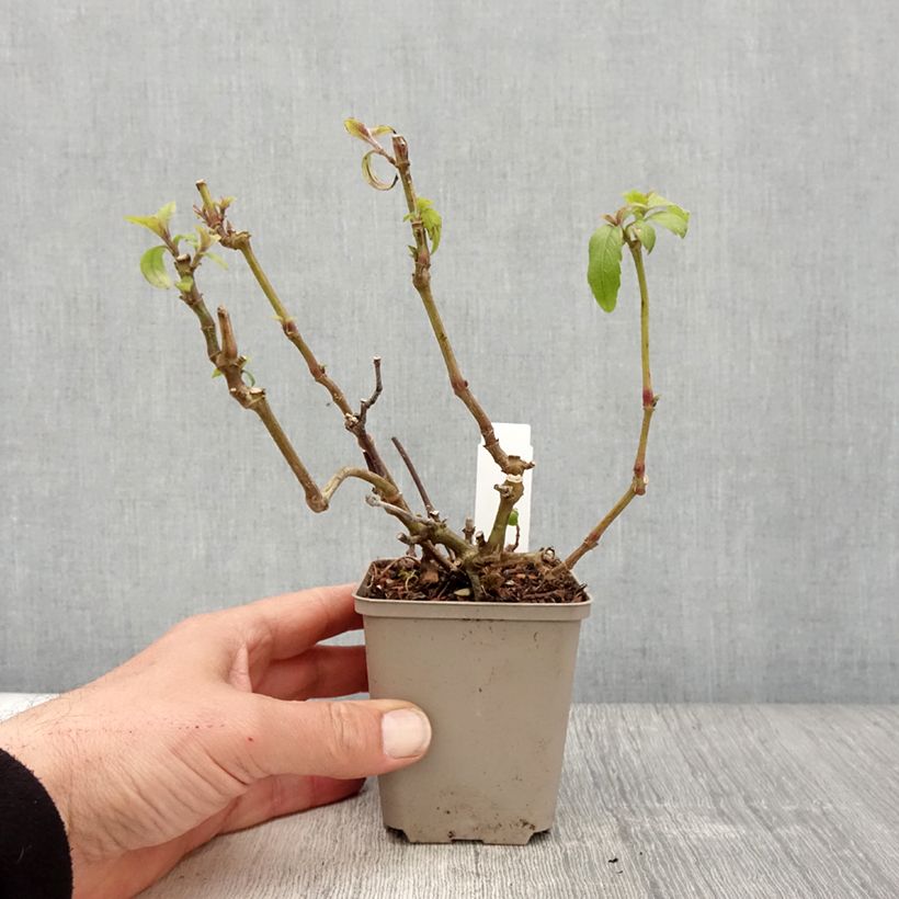 Strobilanthes penstemonoides Vasetto da 8/9 cm esemplare consegnato in primavera