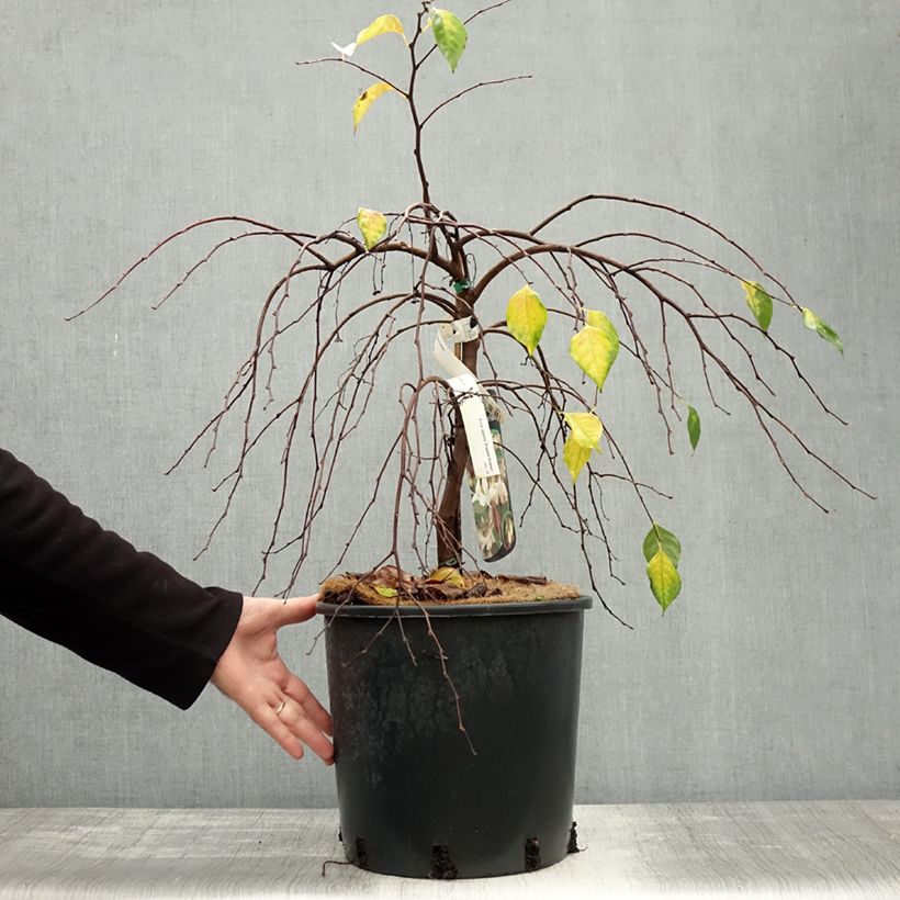 Esemplare di Styrax japonica Fragrant Fountain Vaso da 12L/15L come consegnato in autunno