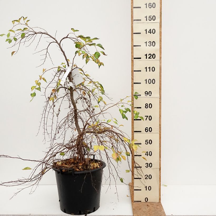 Esemplare di Styrax japonica Fragrant Fountain Vaso da 30L/35L come consegnato in autunno