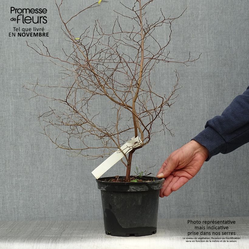 Esemplare di Styrax japonica Vaso da 3L/4L come consegnato in autunno
