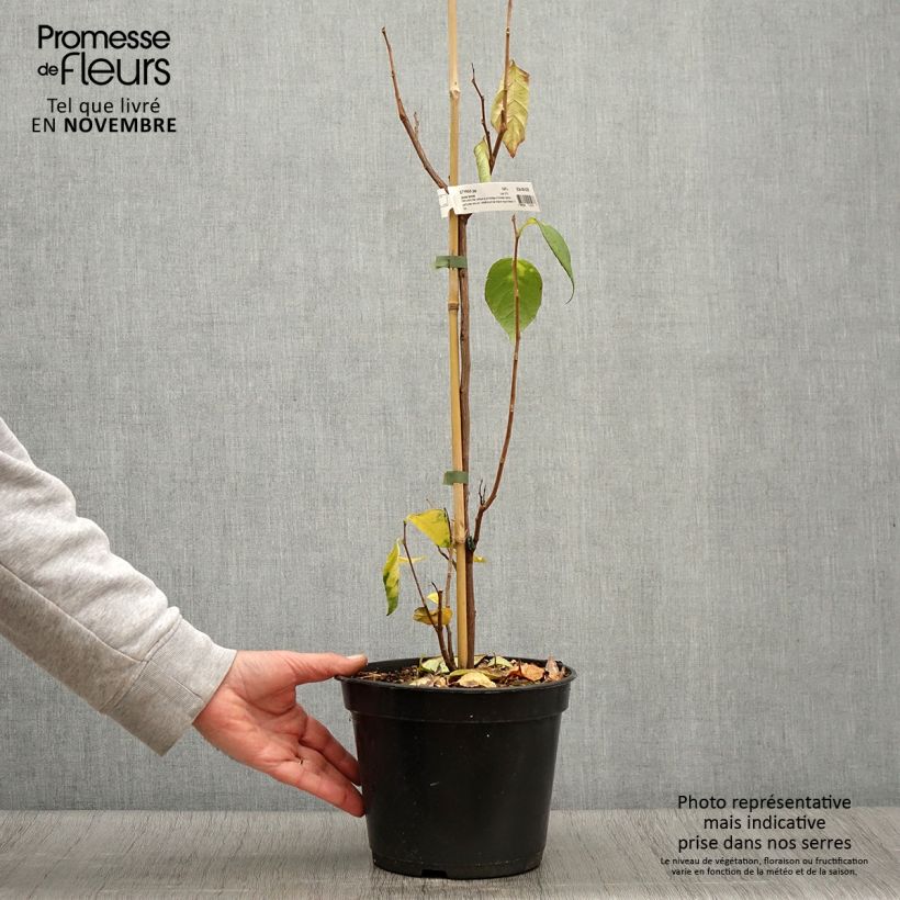 Esemplare di Styrax japonica June snow Vaso da 3L/4L come consegnato in autunno