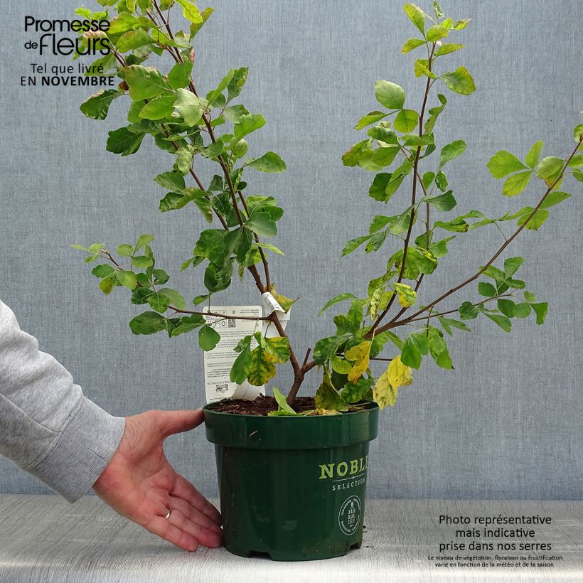 Esemplare di Rhus aromatica Gro-Low - Sommaco aromatico Vaso da 3L/4L come consegnato in autunno