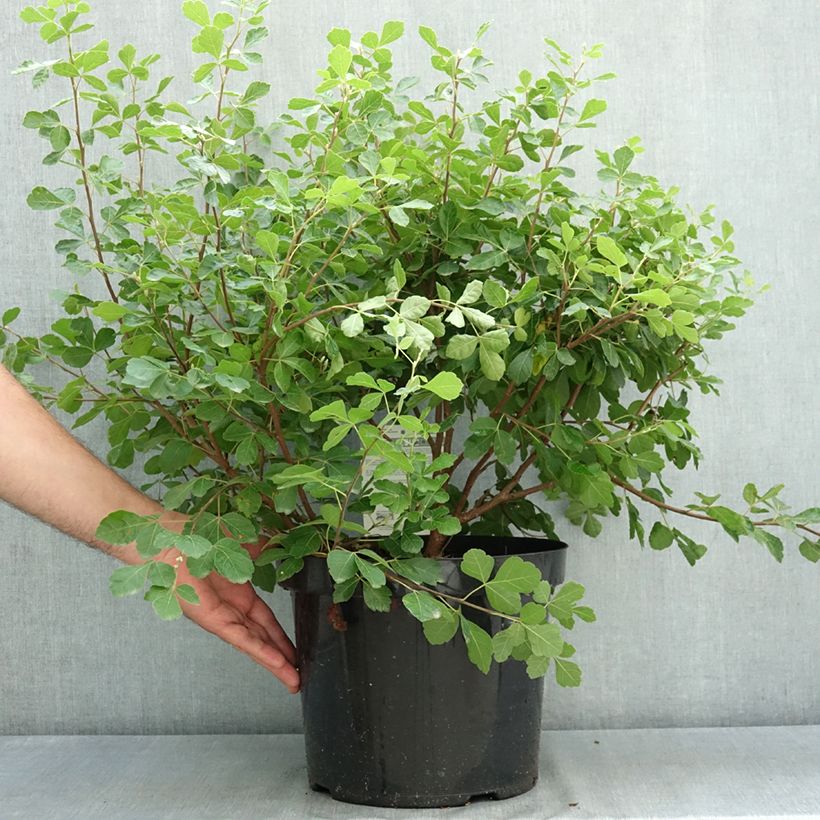 Esemplare di Rhus aromatica Gro-Low - Sommaco aromatico Vaso da 7,5L/10L consegnato in estate