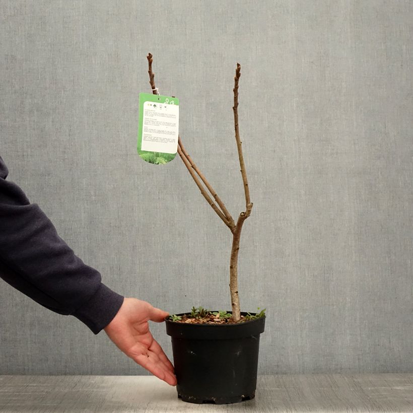 Rhus typhina Dissecta - Sommaco maggiore Vaso da 3L/4L esemplare consegnato in primavera