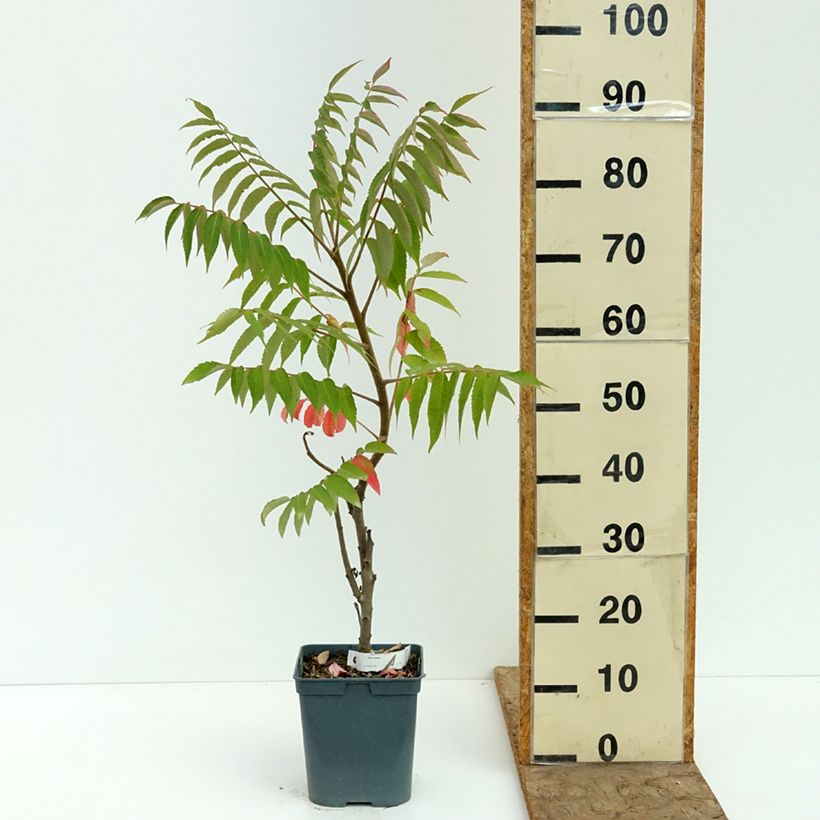 Esemplare di Rhus typhina - Sommaco maggiore Vaso da 4L/5L consegnato in estate