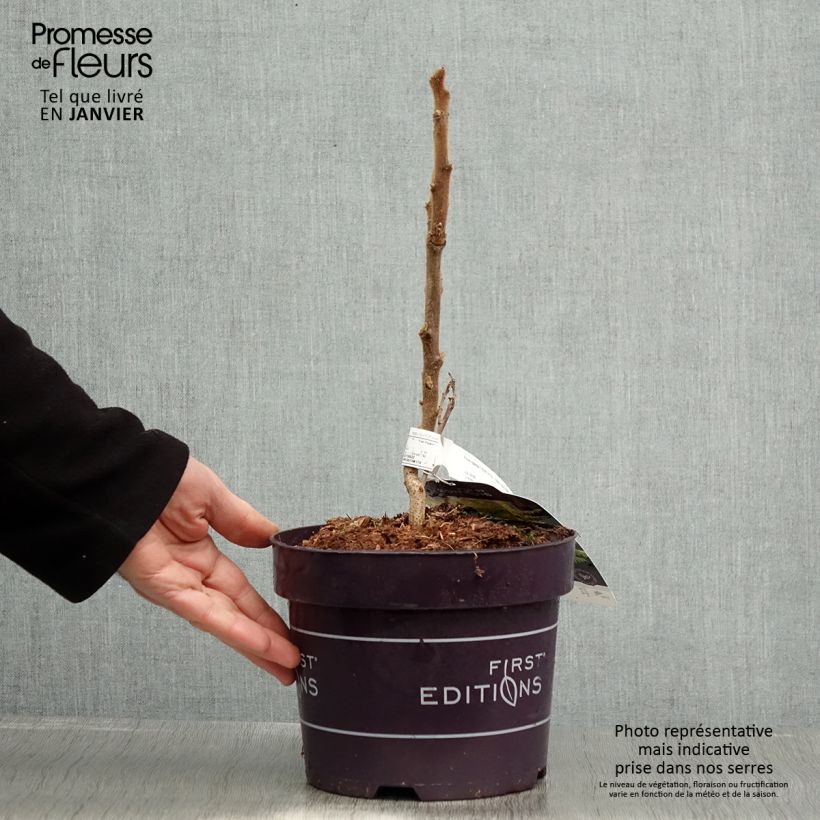 Rhus typhina Tiger Eyes - Sommaco maggiore Vaso da 3L/4L esemplare consegnato in inverno