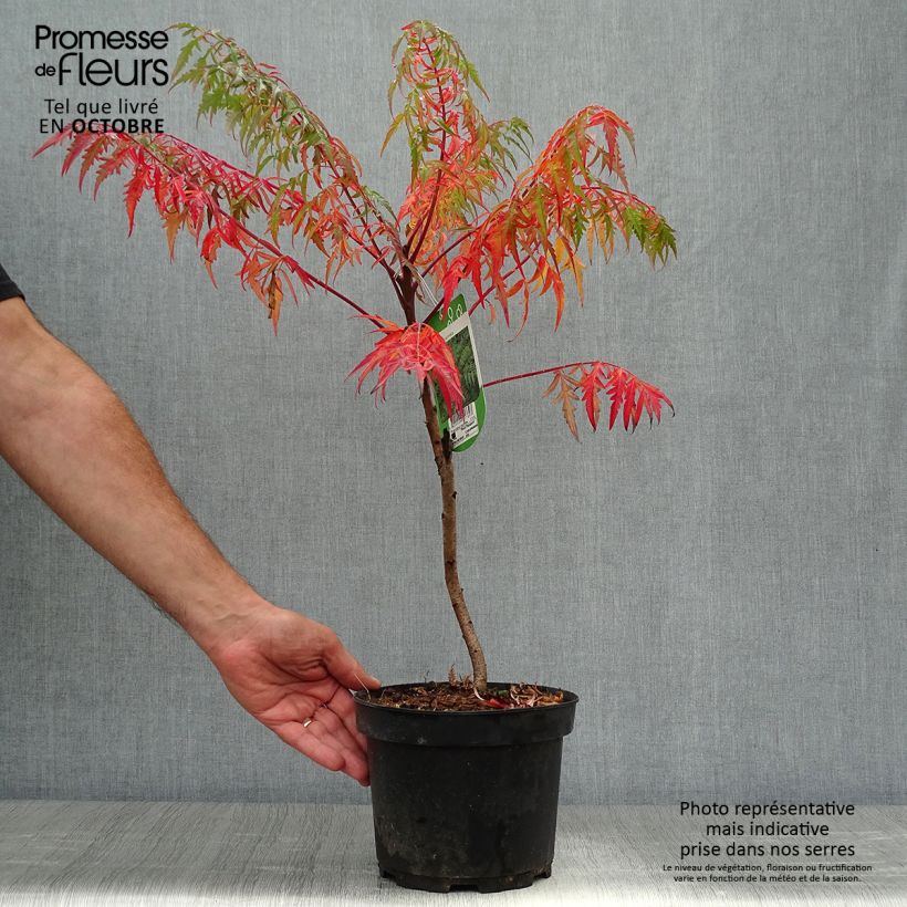 Esemplare di Rhus glabra Laciniata - Sommaco liscio Vaso da 3L/4L come consegnato in autunno