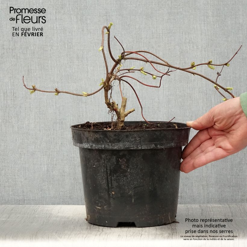 Sambuco rosso Goldenlocks Vaso da 4L/5L esemplare consegnato in inverno